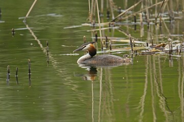 single grebe bird on a lake