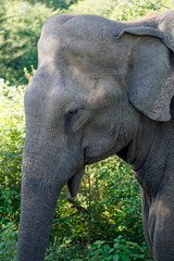 Fototapeta premium Asian elephant in uduwalewe national park