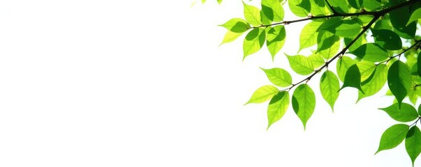Obraz premium White background with isolated tree limbs and leaves, white, green, isolated