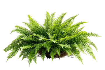Lush Green Fern Plant in a Natural Setting, Perfect for Indoor or Outdoor Decor on transparent background