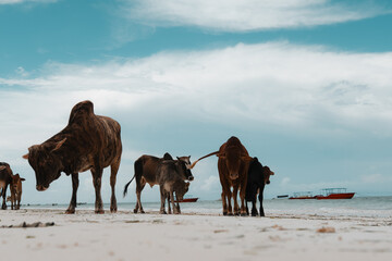 Paje, Zanzibar, cows on the beach