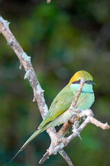 emerald bee-eater bird in yala natinal park
