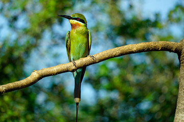 blue-tailed bee-eater bird in yala national park