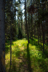 Sunlight filtering through a lodgepole pine tree forest