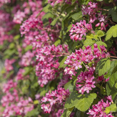 Obraz premium Floraison d'une haie de Ribes sanguineum 