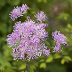 Fleur de Thalictrum aquilegiifolium