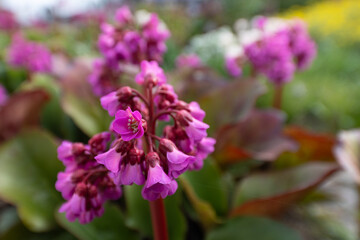 Bergenia cordifolia blooming with vibrant pink flowers in spring garden