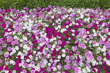 Massif de pétunias mauve et blanc	