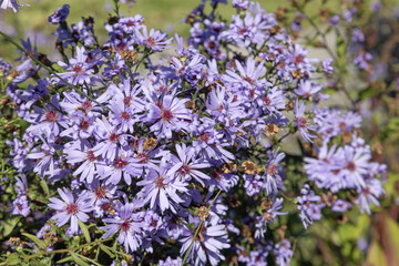 Obraz premium Gros plan de fleurs d'aster bleues