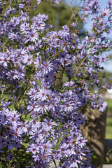 Gros plan de fleurs d'aster bleues