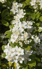 Choisya ternata 