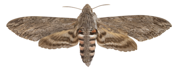 Papillon Sphinx de la tomate (Manduca quinquemaculata)