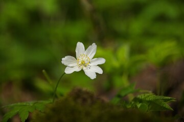 wood anemone flower in spring