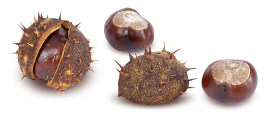 Marrons d'Inde	