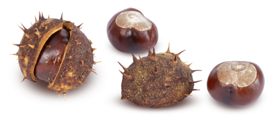 Marrons d'Inde	