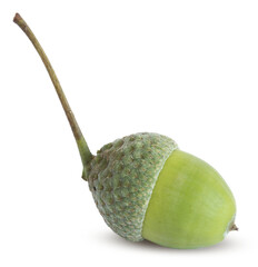 Glands de chêne	
