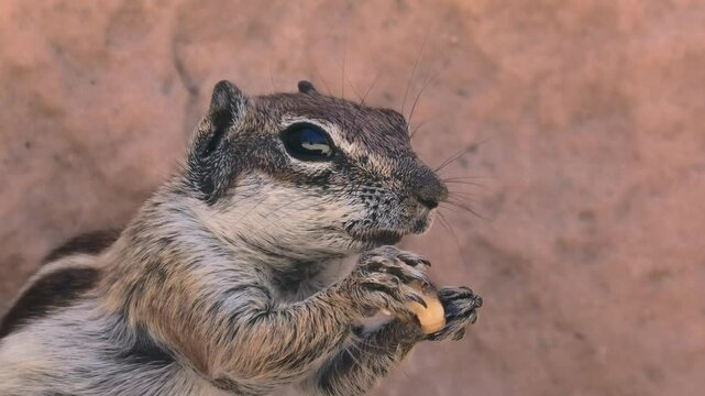 Atlash&ouml;rnchen beim Fressen, Grossaufnahme, Atlantoxerus getulus