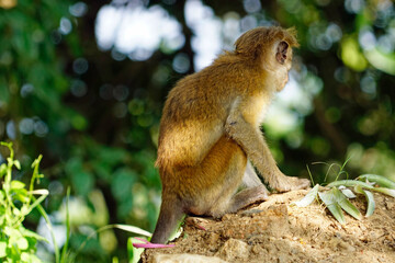 Wild living monkeys in the jungle near ella