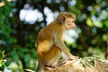 Wild living monkeys in the jungle near ella