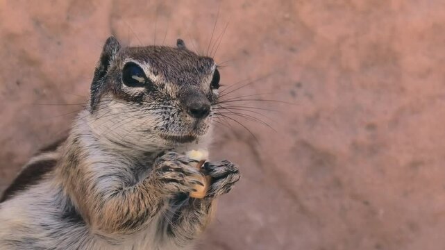 Atlash&ouml;rnchen beim Fressen, Grossaufnahme, Atlantoxerus getulus