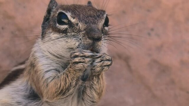 Atlash&ouml;rnchen beim Fressen, Grossaufnahme, Atlantoxerus getulus