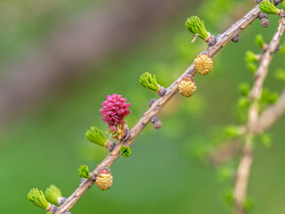 Larch tree fresh pink cones blossom at spring on nature background