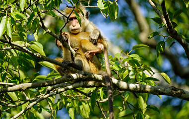 Obraz premium macaque monkey in the tree on a safari in sri lanka