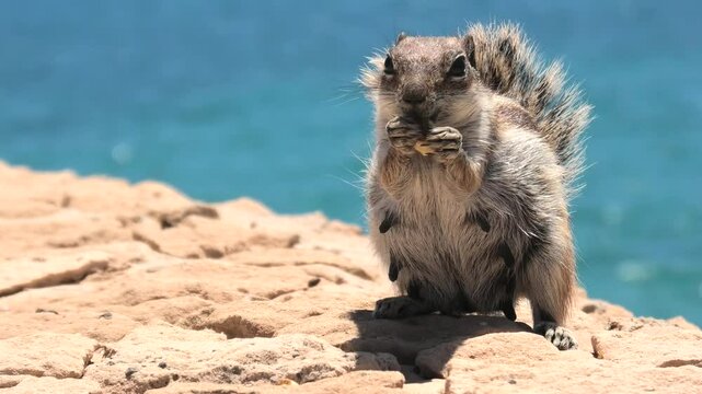 Atlash&ouml;rnchen beim Fressen, Grossaufnahme, Atlantoxerus getulus