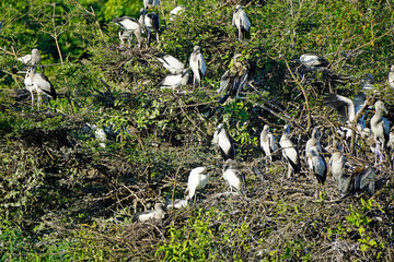 stork colony in yala national park