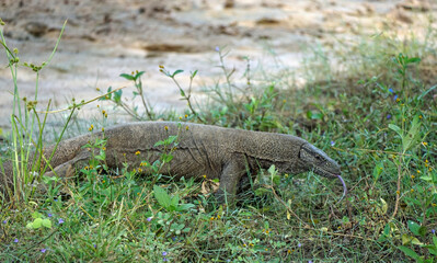 waran in yala national park