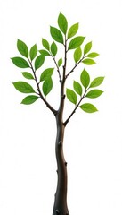 several branches with different shapes and sizes, isolated, tree branches with shape, leafy branches