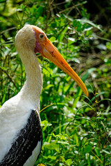 colored stork niin yala national park