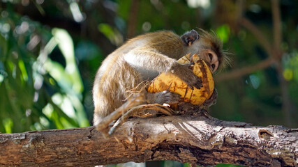 Wild living monkeys in the jungle near ella