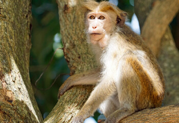Wild living monkeys in the jungle near ella