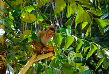 Wild living monkeys in the jungle near ella