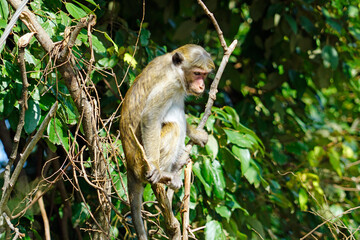 Wild living monkeys in the jungle near ella