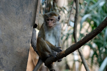 Wild living monkeys in the jungle near ella