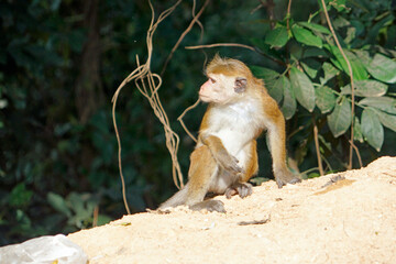 Wild living monkeys in the jungle near ella