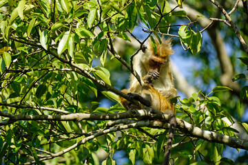 macaque monkey in the tree on a safari in sri lanka