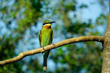 blue-tailed bee-eater bird in yala national park