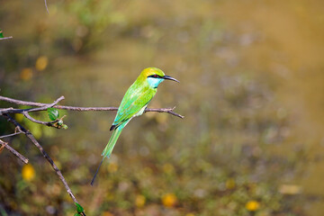 emerald bee-eater bird in yala natinal park