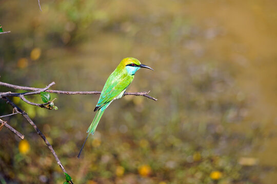 emerald bee-eater bird in yala natinal park