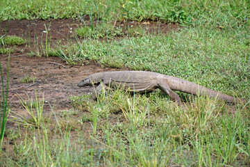 waran in yala national park