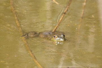Lithobates catesbeianus, Rana Toro nel suo habitat naturale.