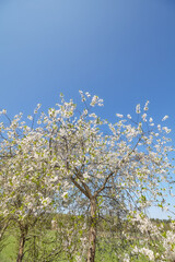 A blooming apple tree against the sky.