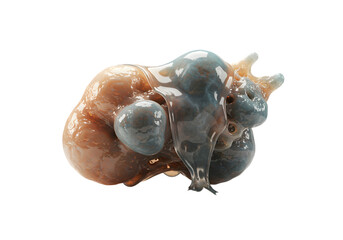 Fototapeta premium Stunning Microscopic Image: Close-Up of a Rare Sea Slug