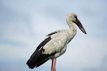 colored stork niin yala national park