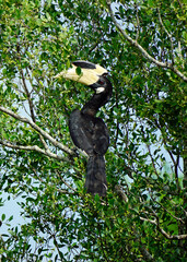 oriental hornbill in yala national park
