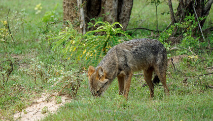 jackal in yala national park