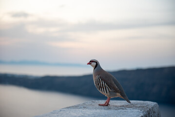 A bird perched on a stone surface with a blurred natural background